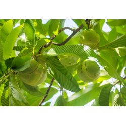 Dillenia indica (Indische dilenie) 5 zaden