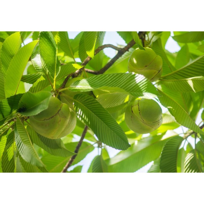 Dillenia indyjska (Dillenia indica) 5 nasion