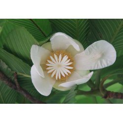 Dillenia indica (Indische dilenie) 5 zaden