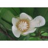 Indian dillenia (Dillenia indica) 5 seeds