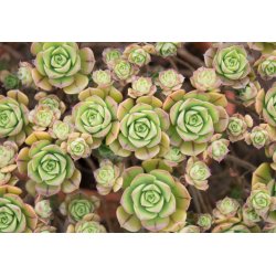 Aeonium spathulatum (Aeonium spathulatum) ca 15 frön
