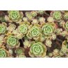 Aeonium spathulatum (Aeonium spathulatum) ca 15 frön