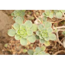 Aeonium spathulatum (Aeonium spathulatum) ca 15 frön