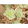 Aeonium spathulatum (Aeonium spathulatum) environ 15 graines
