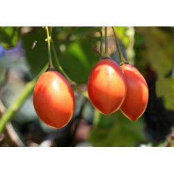 Tomate en arbre - Tamarillo (Cyphomandra betacea) 5 graines