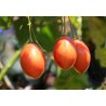 Lilek rajčenka - Tamarillo (Cyphomandra betacea) 5 semen