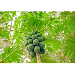 Papaya melonă (Papaya carica) 4 semințe