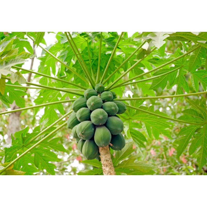 Papaia melone (Papaya carica) 4 semi