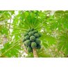 Papája melónová (Papaya carica) 4 semená