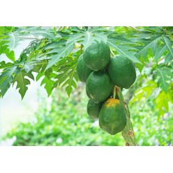 Papaya melón (Papaya carica) 4 semillas