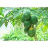 Melonasta papaja (Papaya carica) 4 sjemenke