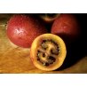 Томатне дерево - Тамарило (Cyphomandra betacea) 5 насінин