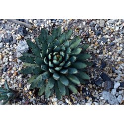 Agave palmeri (Agave palmeri) 10 zaden