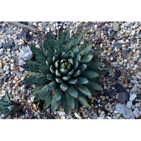 Agáve palmeri (Agave palmeri) 10 sjemenki