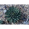 Агаве пальмері (Agave palmeri) 10 насінин