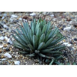 Agáve palmeri (Agave palmeri) 10 Samen