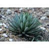 Agawa palmeri (Agave palmeri) 10 nasion