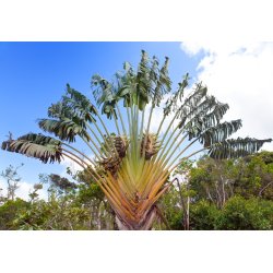 Strelitzia del Madagascar (Ravenala madagascariensis) 6 semi