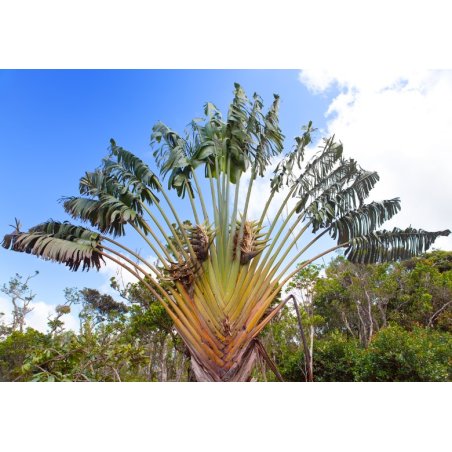 Estrelicia malgache (Ravenala madagascariensis) 6 semillas