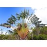 Strelitzia madagaskariensis (Ravenala madagascariensis) 6 frön