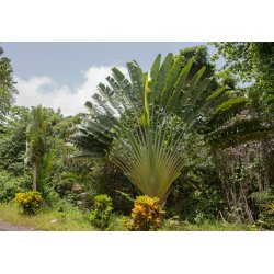 Traveller's palm (Ravenala madagascariensis) 6 seeds