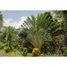Estrelicia malgache (Ravenala madagascariensis) 6 semillas