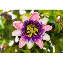 Passievrucht eetbaar (Passiflora edulis) 8 zaden