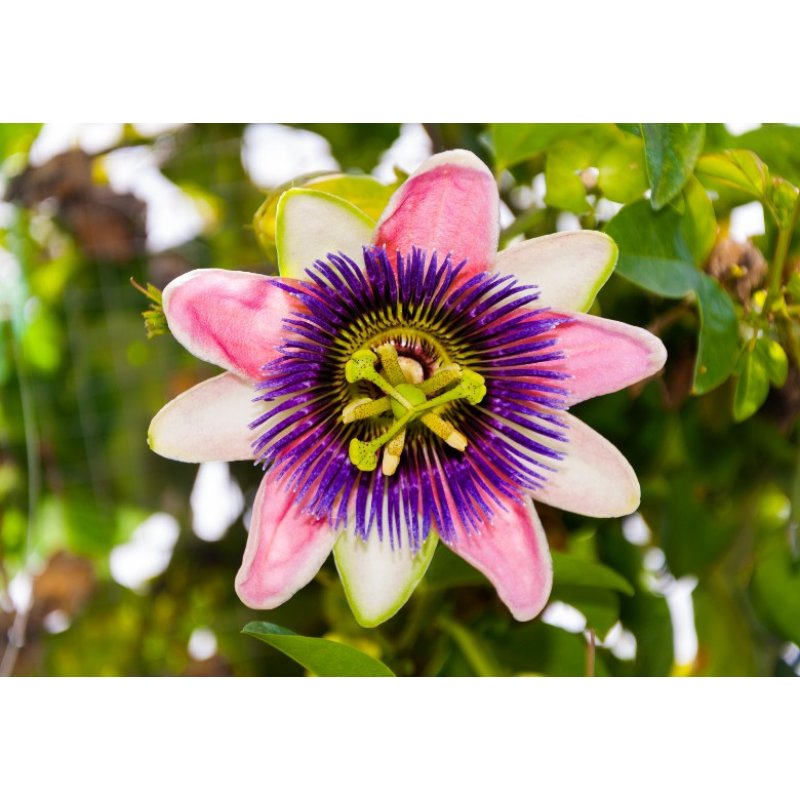 Passievrucht eetbaar (Passiflora edulis) 8 zaden