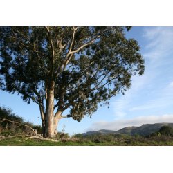 Alppieukalyptus (Eucalyptus alpina) 7 siementä