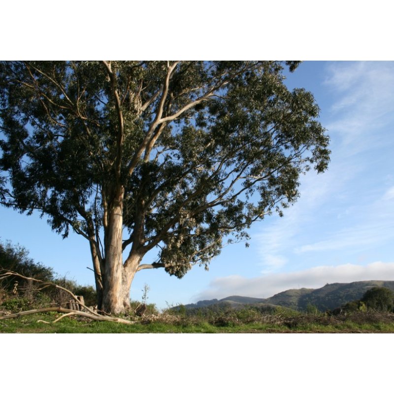 Eucalyptus alpin (Eucalyptus alpina) 7 graines