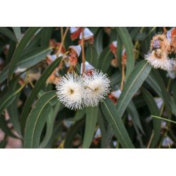 Eucalyptus alpin (Eucalyptus alpina) 7 graines