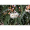 Alpin eukalyptus (Eucalyptus alpina) 7 frön