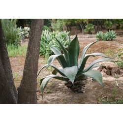 Agáve salmiana (Agave salmiana) 10 frön