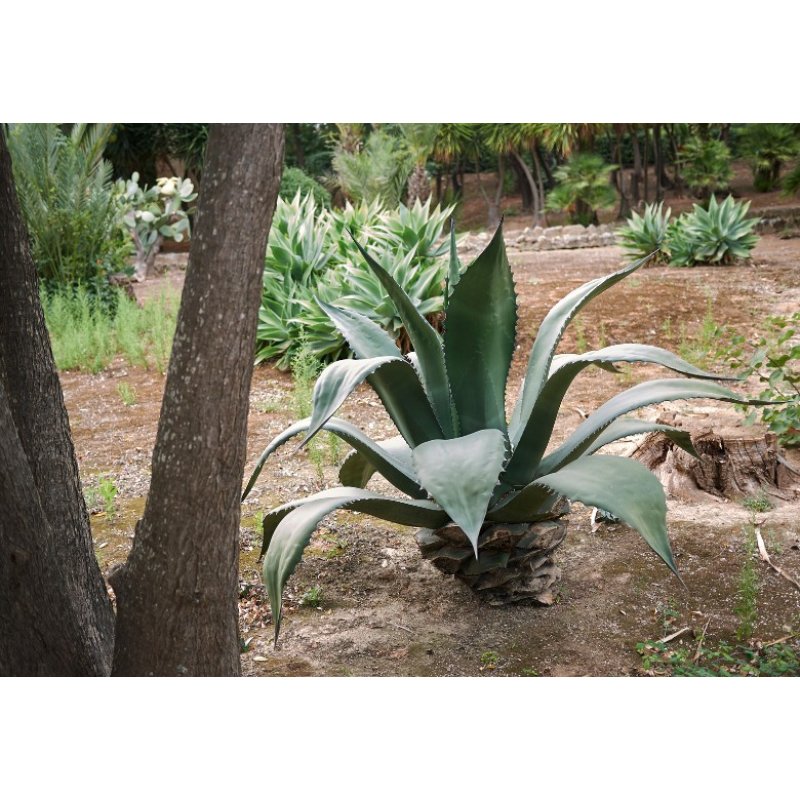 Agáve salmiana (Agave salmiana) 10 siementä