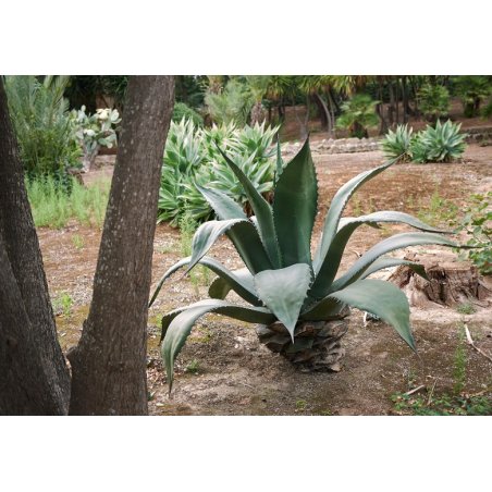 Agave salmiana (Agave salmiana) 10 semi