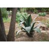 Agave salmiana (Agave salmiana) 10 graines