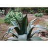 Agáve salmiana (Agave salmiana) 10 Samen