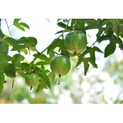 Mučenka jedlá (Passiflora edulis) 8 semien