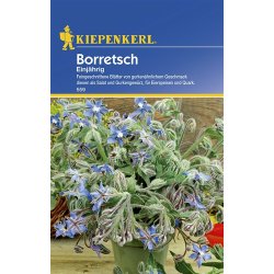 Bourrache