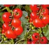 Tomato Philovita