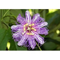 Męczennica słodka (Passiflora ligularis) 4 nasiona