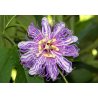 Mučenka sladká (Passiflora ligularis) 4 semená
