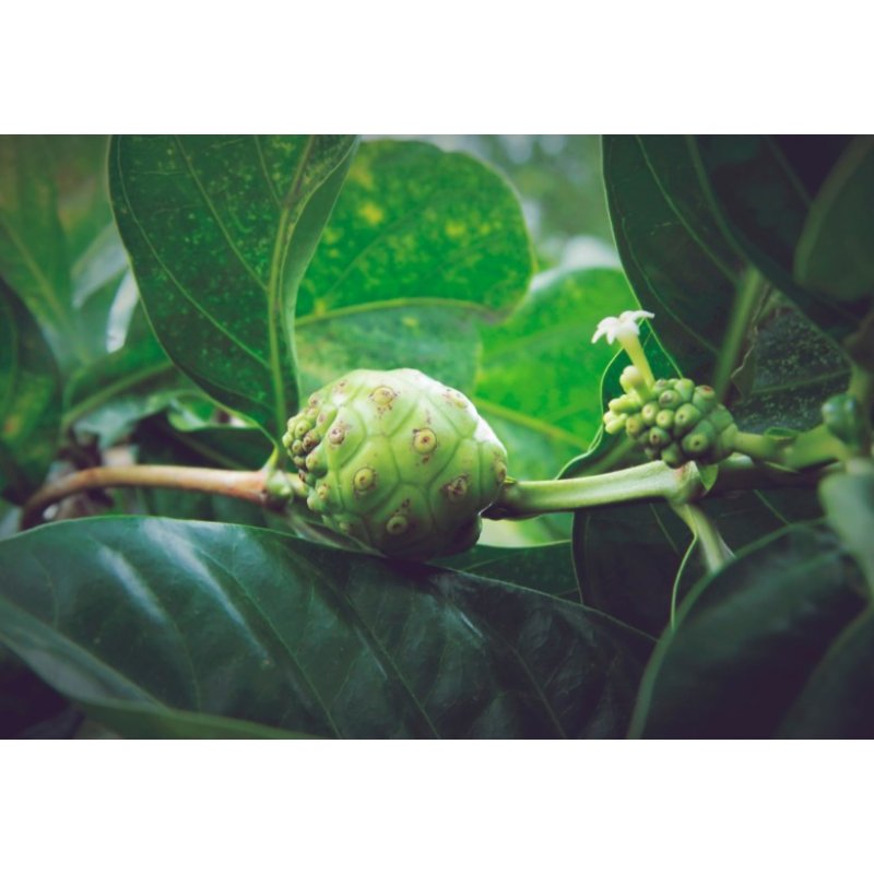 Noni Zitronenblatt (Morinda citrifolia) 7 Samen