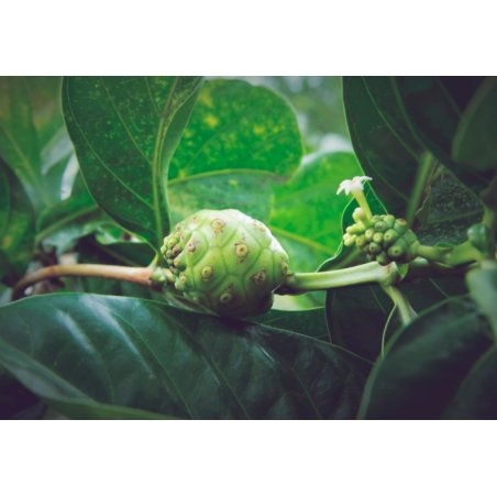 Noni sitruslehtiset (Morinda citrifolia) 7 siementä