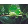 Noni citrusachtig (Morinda citrifolia) 7 zaden