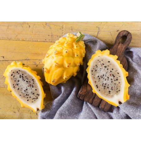 Pitahaya - jaune (Hylocereus megalanthus) 7 graines