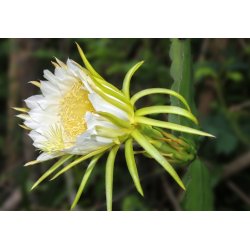 Pitahaya - keltainen (Hylocereus megalanthus) 7 siementä
