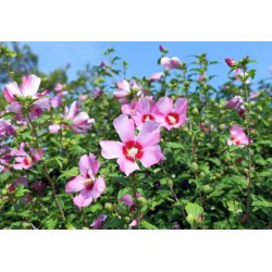 Ibištek sýrsky (Hibiscus syriacus) 10 semien