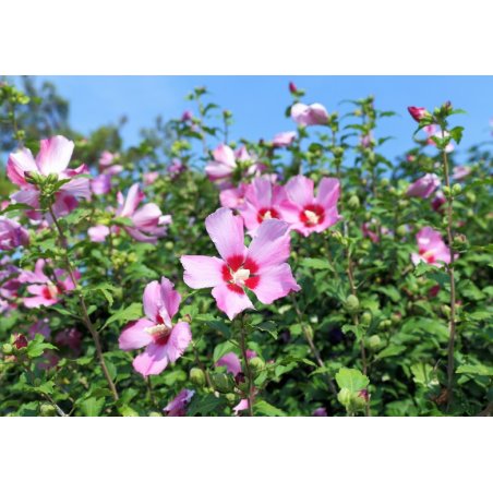 Syrischer Hibiskus (Hibiscus syriacus) 10 Samen