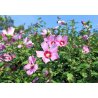 Syrischer Hibiskus (Hibiscus syriacus) 10 Samen